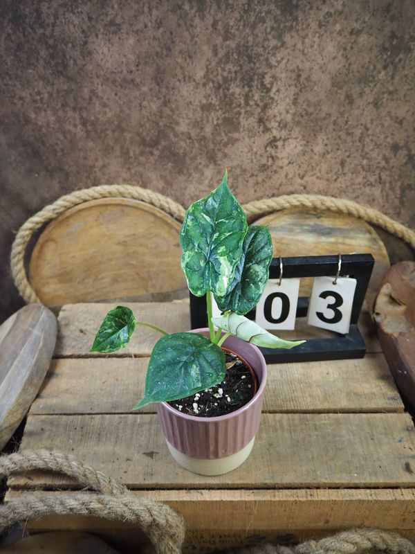 Alocaisa Dragon Scale Variegata #3 Alocaisa Dragon Scale Variegata #3