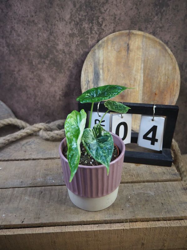 Alocaisa Dragon Scale Variegata #4