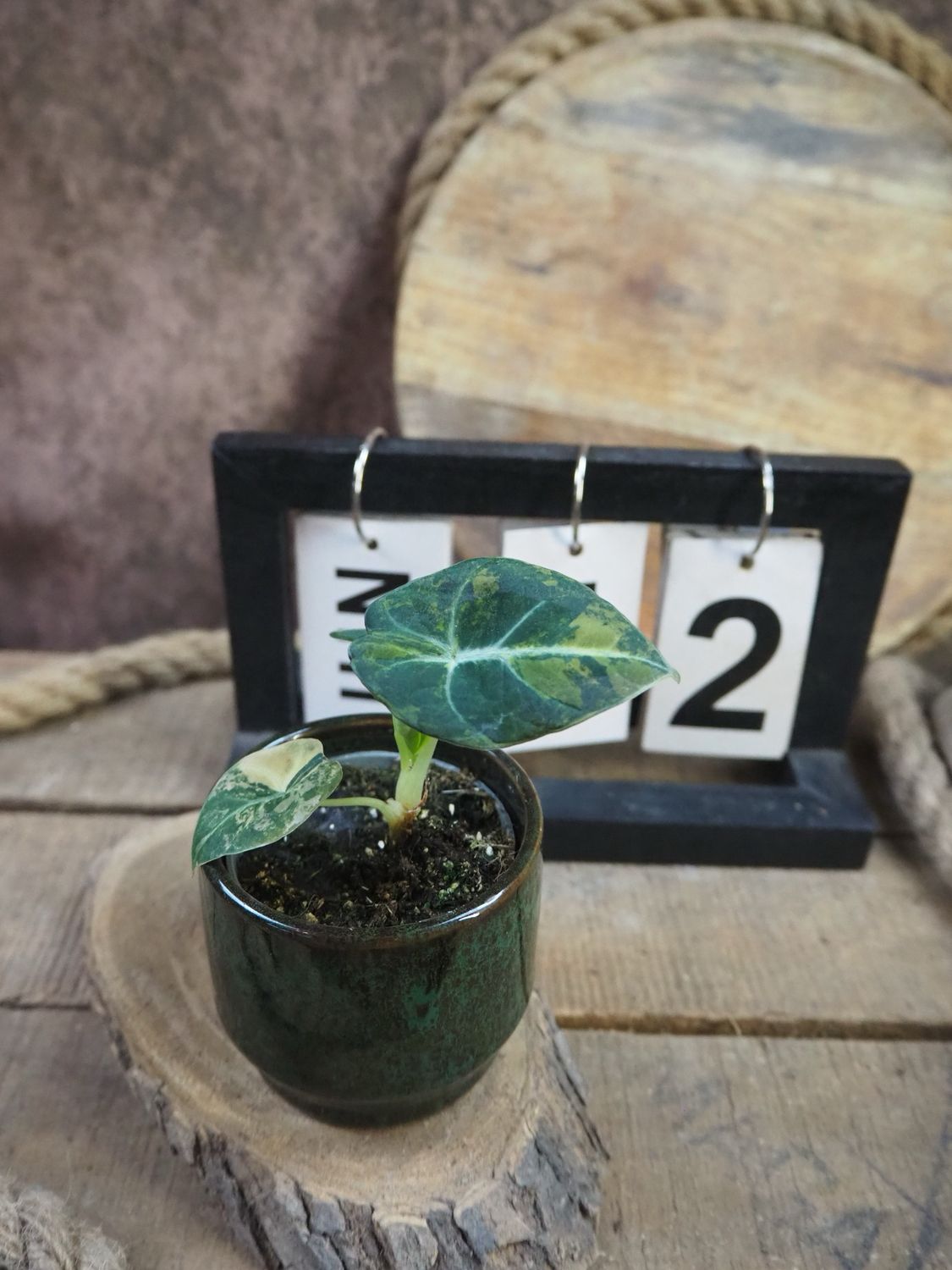 Alocasia Black Velvet Gold Variegata #12 Alocasia Black Velvet Gold Variegata #12