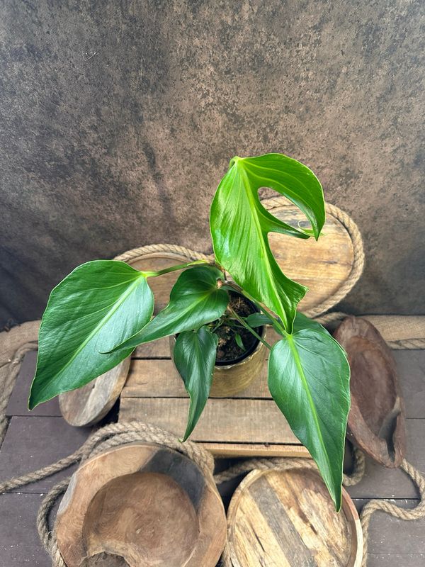 Monstera Burle Marx Flame