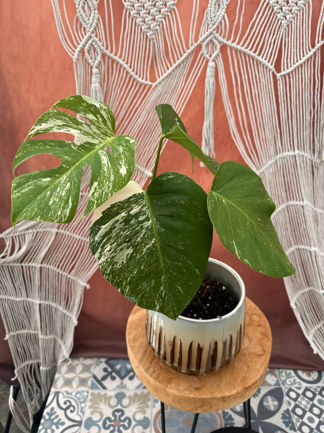 Monstera Albo Variegata #3