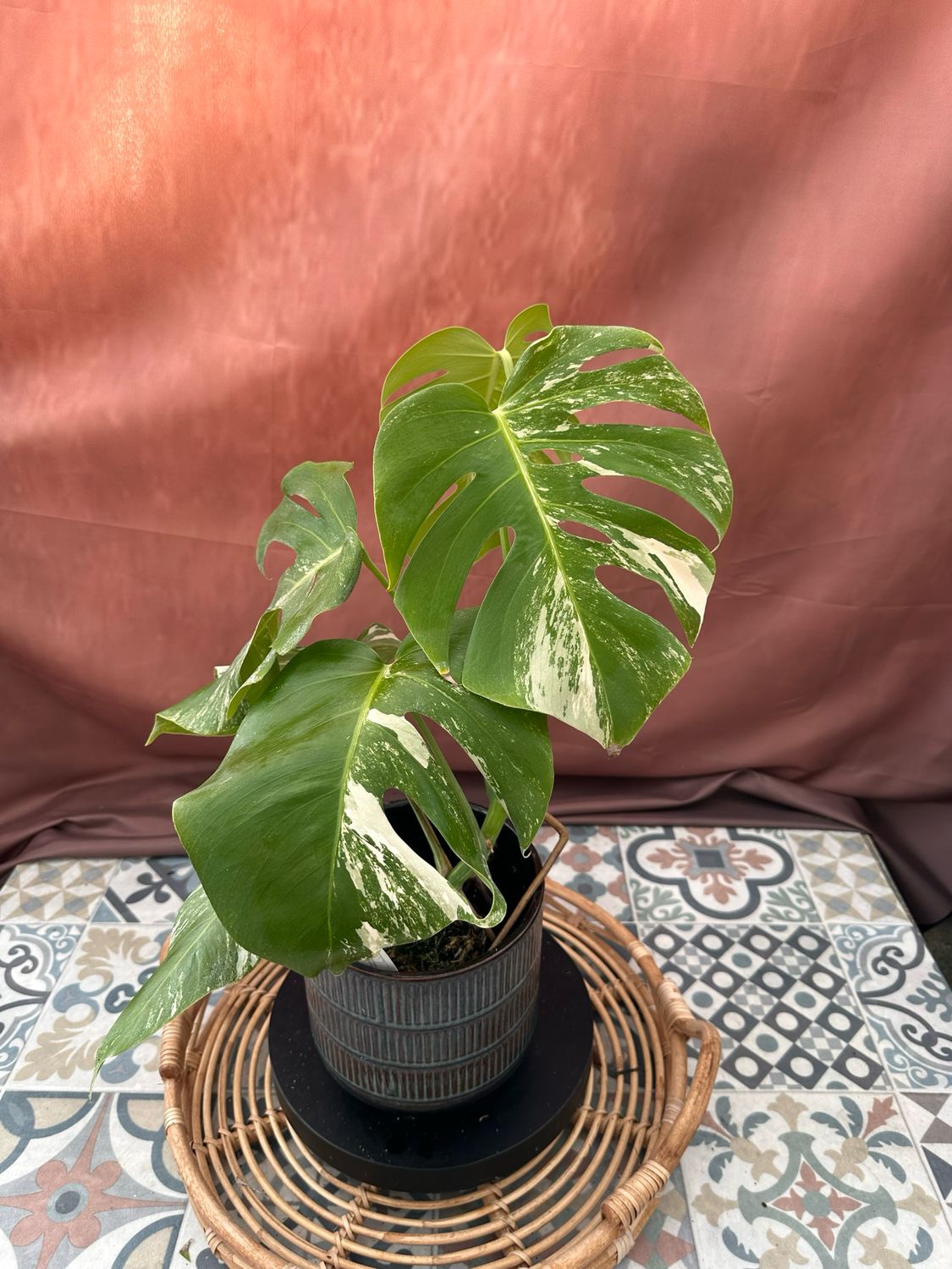Monstera Albo Variegata #3 Monstera Albo Variegata #3