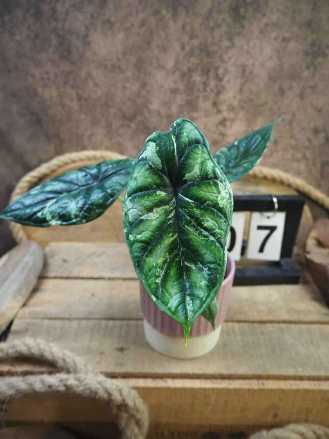 Alocaisa Dragon Scale Variegata #7