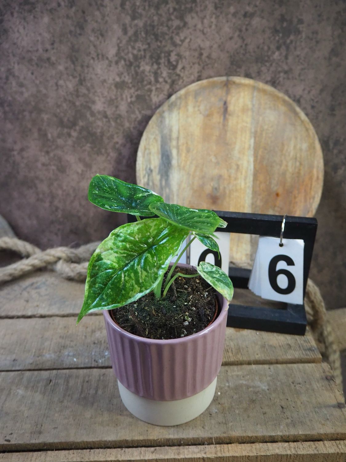 Alocaisa Dragon Scale Variegata #6