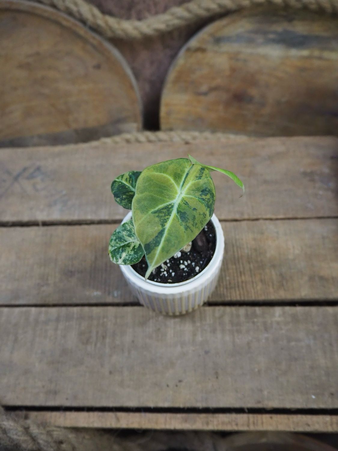 Alocasia Black Velvet Gold Variegata #1