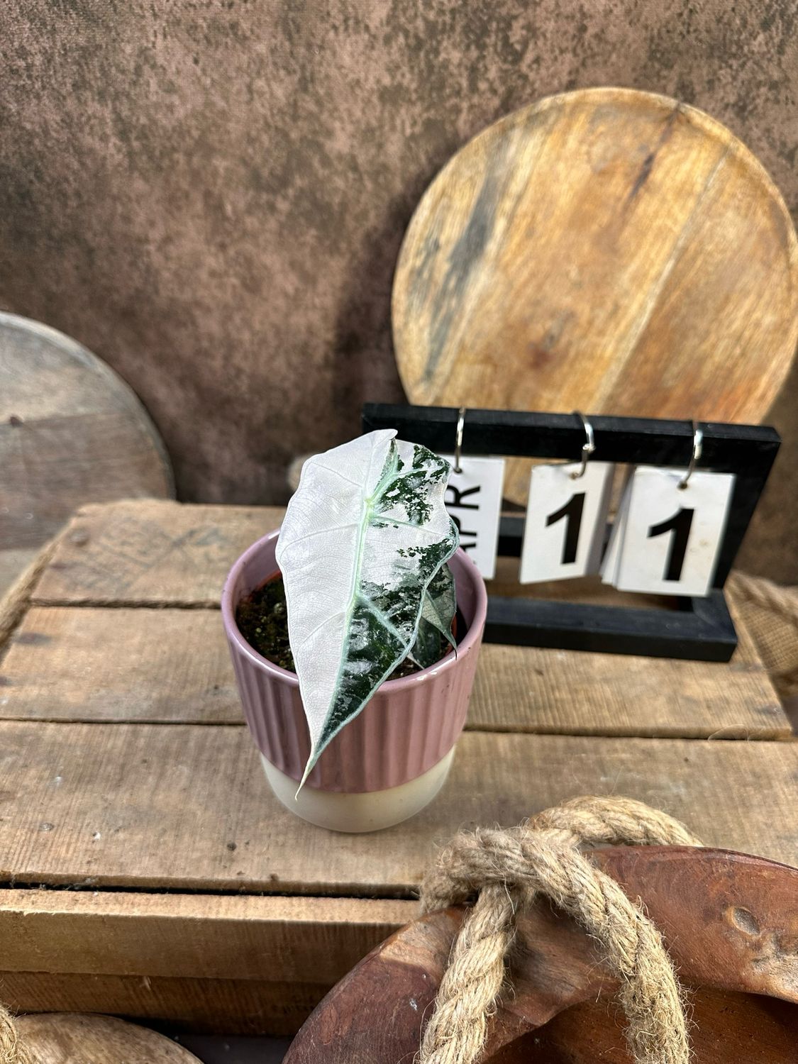 Alocasia Polly Pink Variegata #11