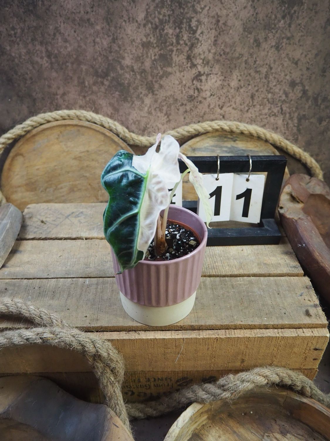 Alocasia Polly Pink Variegata #11