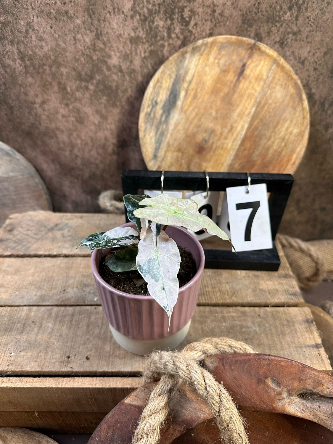 Alocasia Polly Pink Variegata #7