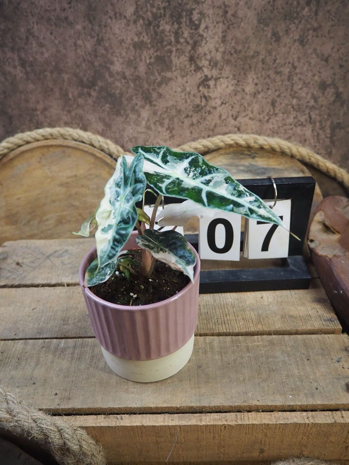 Alocasia Polly Pink Variegata #7