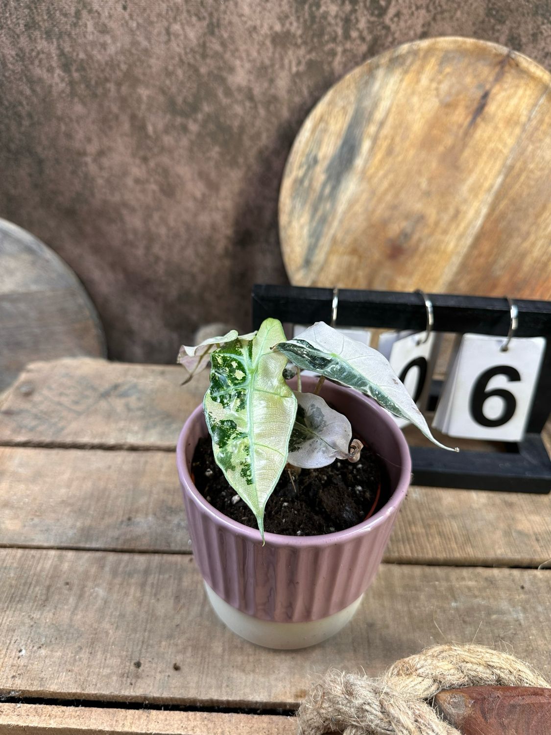 Alocasia Polly Pink Variegata #6