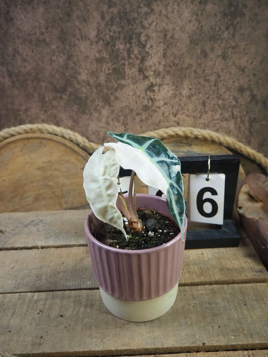 Alocasia Polly Pink Variegata #6