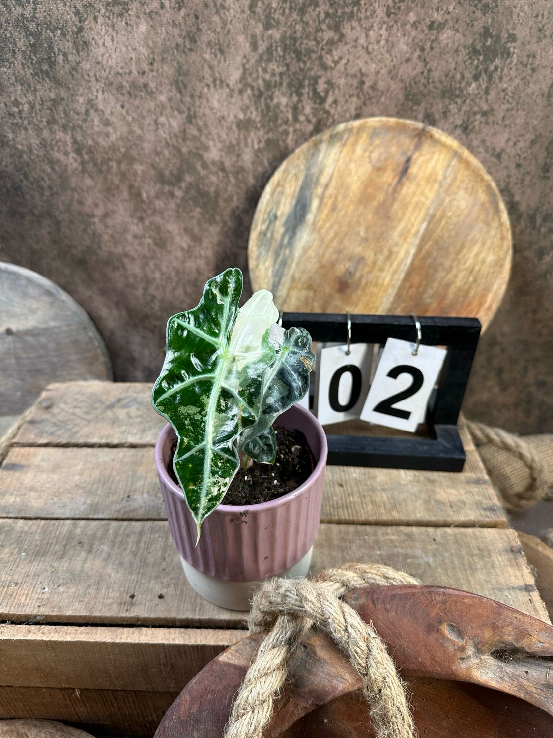 Alocasia Polly Pink Variegata #2