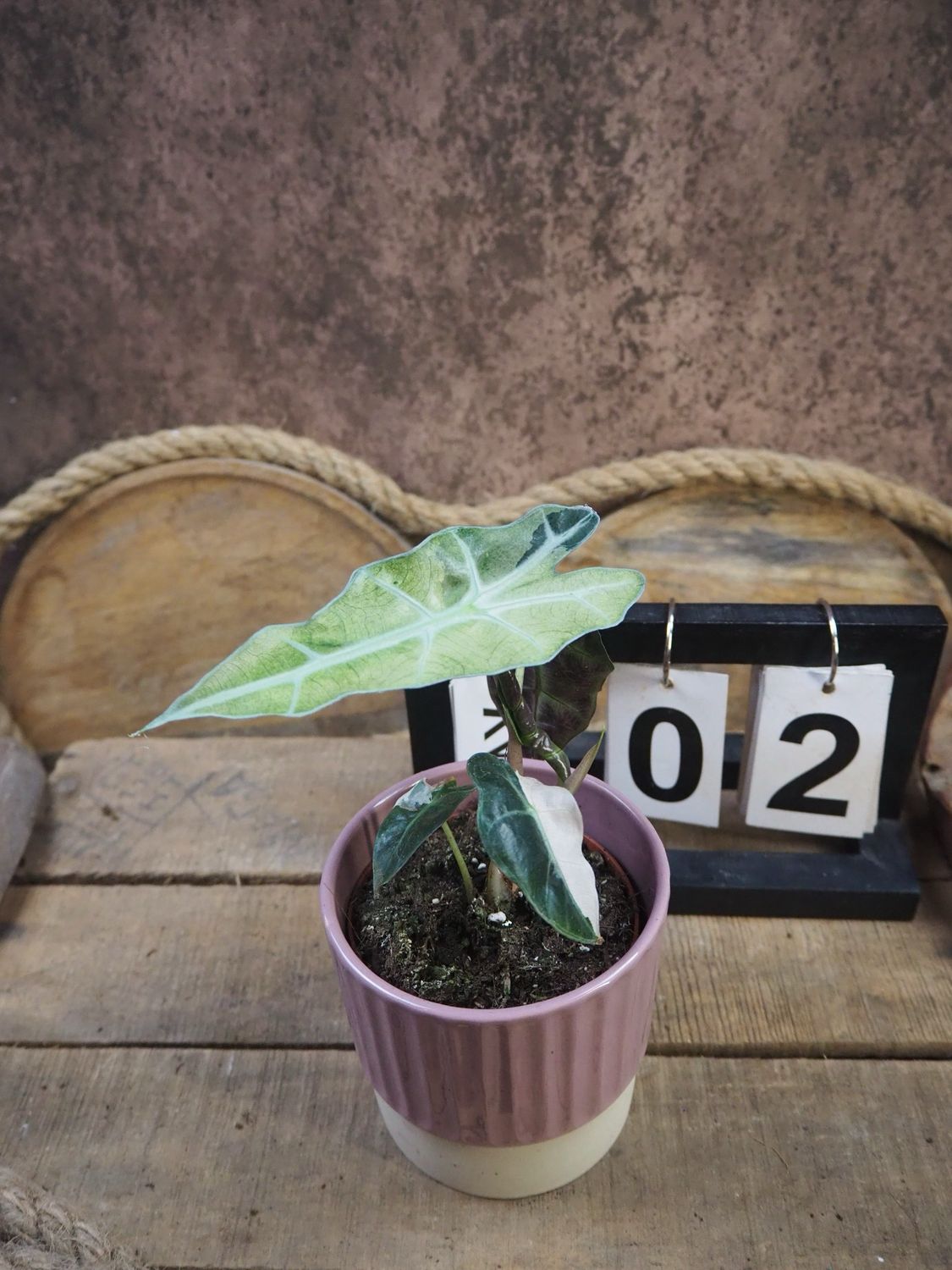 Alocasia Polly Pink Variegata #2