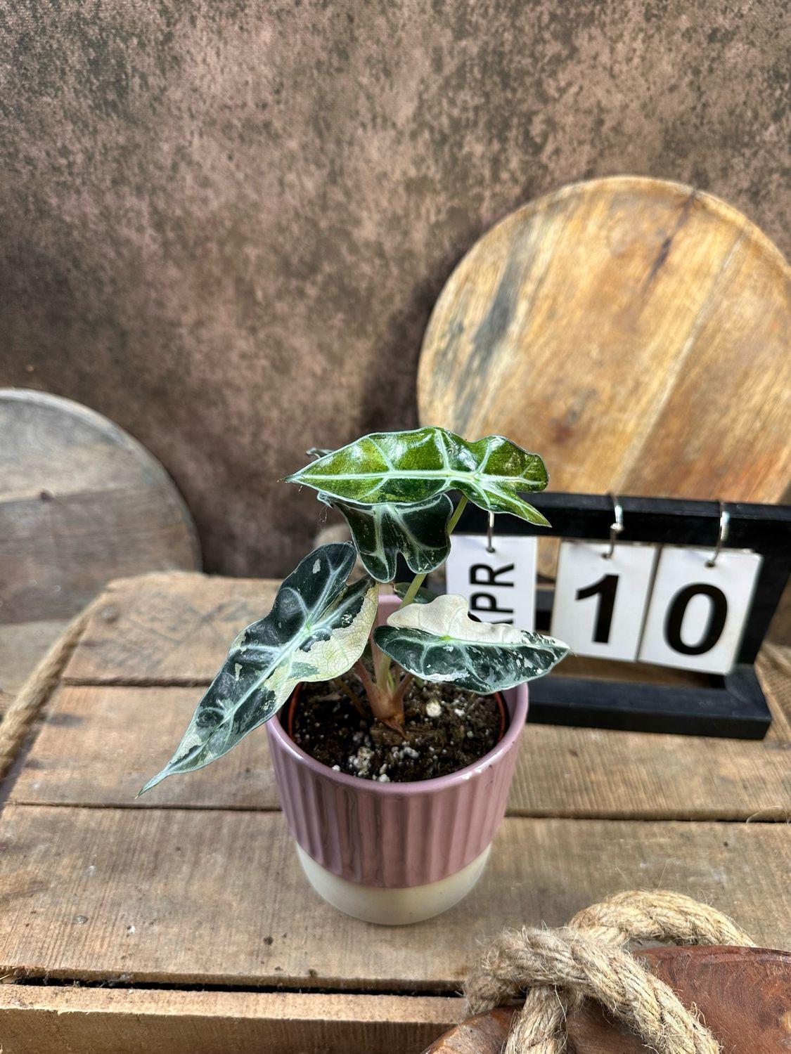Alocasia Polly Pink Variegata #10