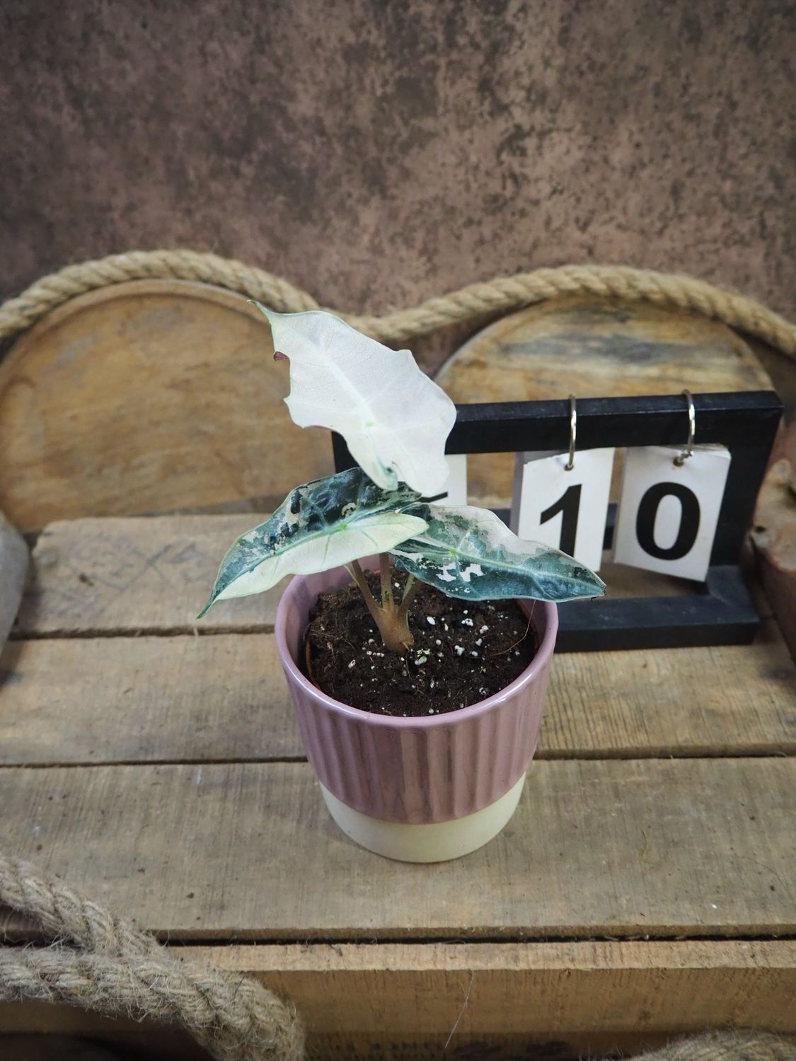Alocasia Polly Pink Variegata #10