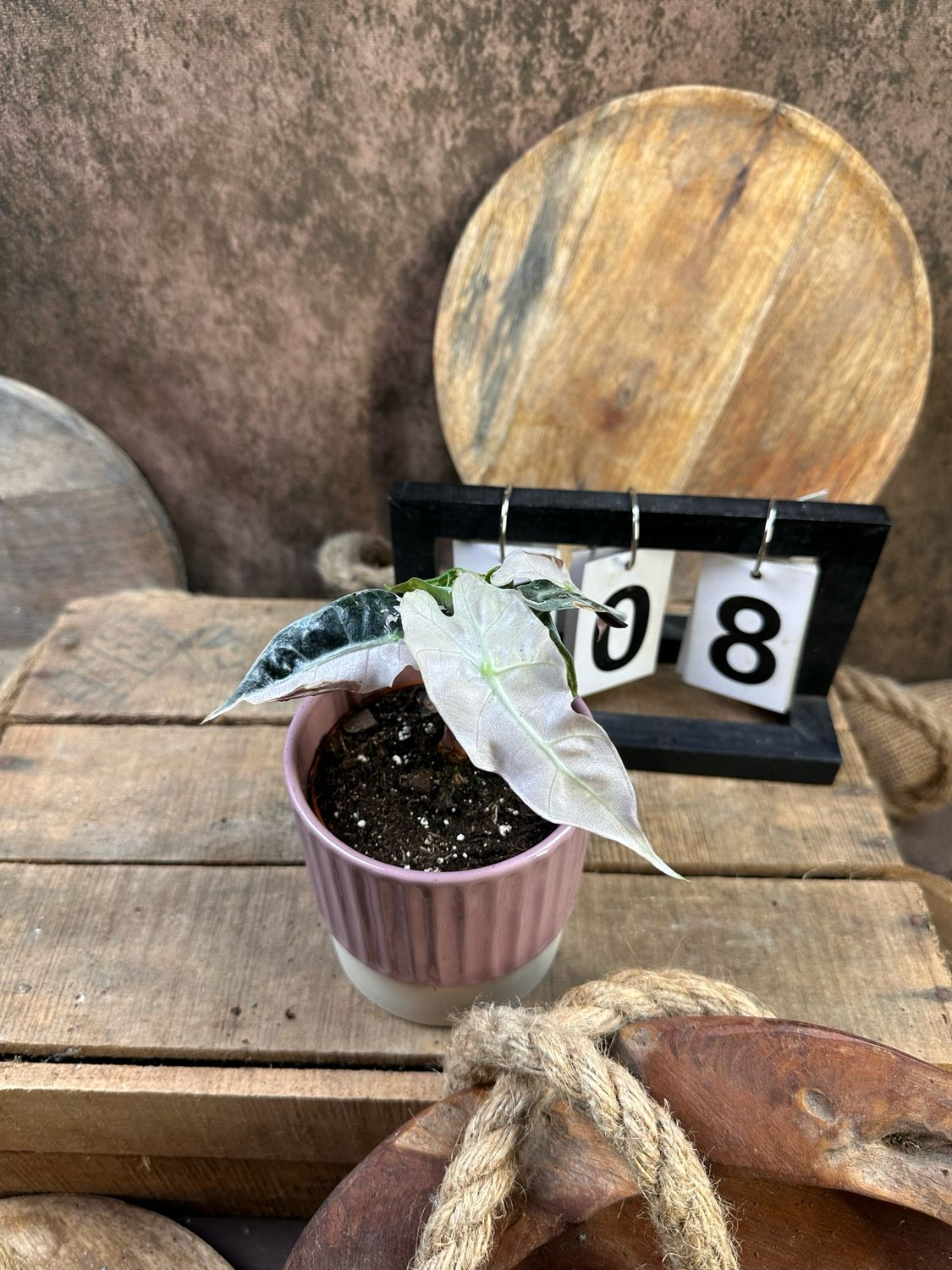 Alocasia Polly Pink Variegata #8