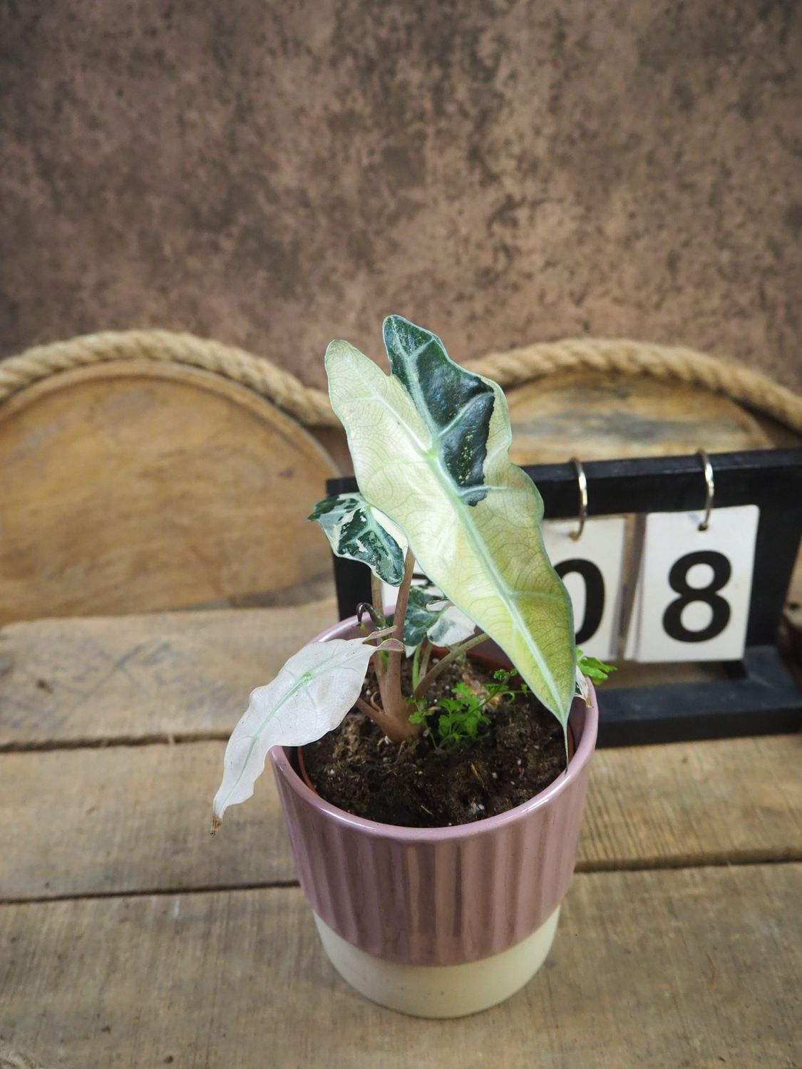 Alocasia Polly Pink Variegata #8
