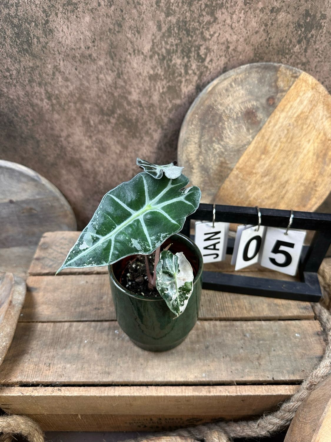 Alocasia Polly Pink Variegata #5 Alocasia Polly Pink Variegata #5