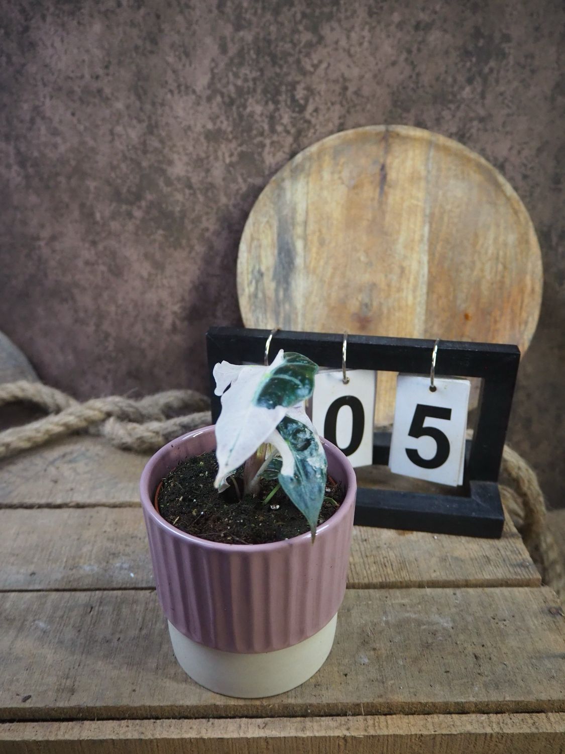 Alocasia Polly Pink Variegata #5
