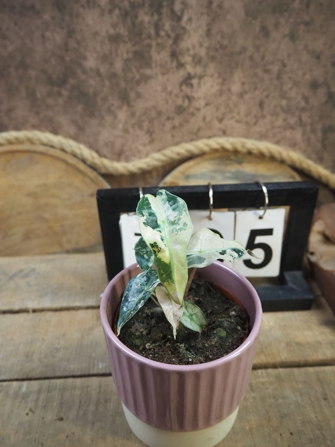 Alocasia Polly Pink Variegata #5 Alocasia Polly Pink Variegata #5