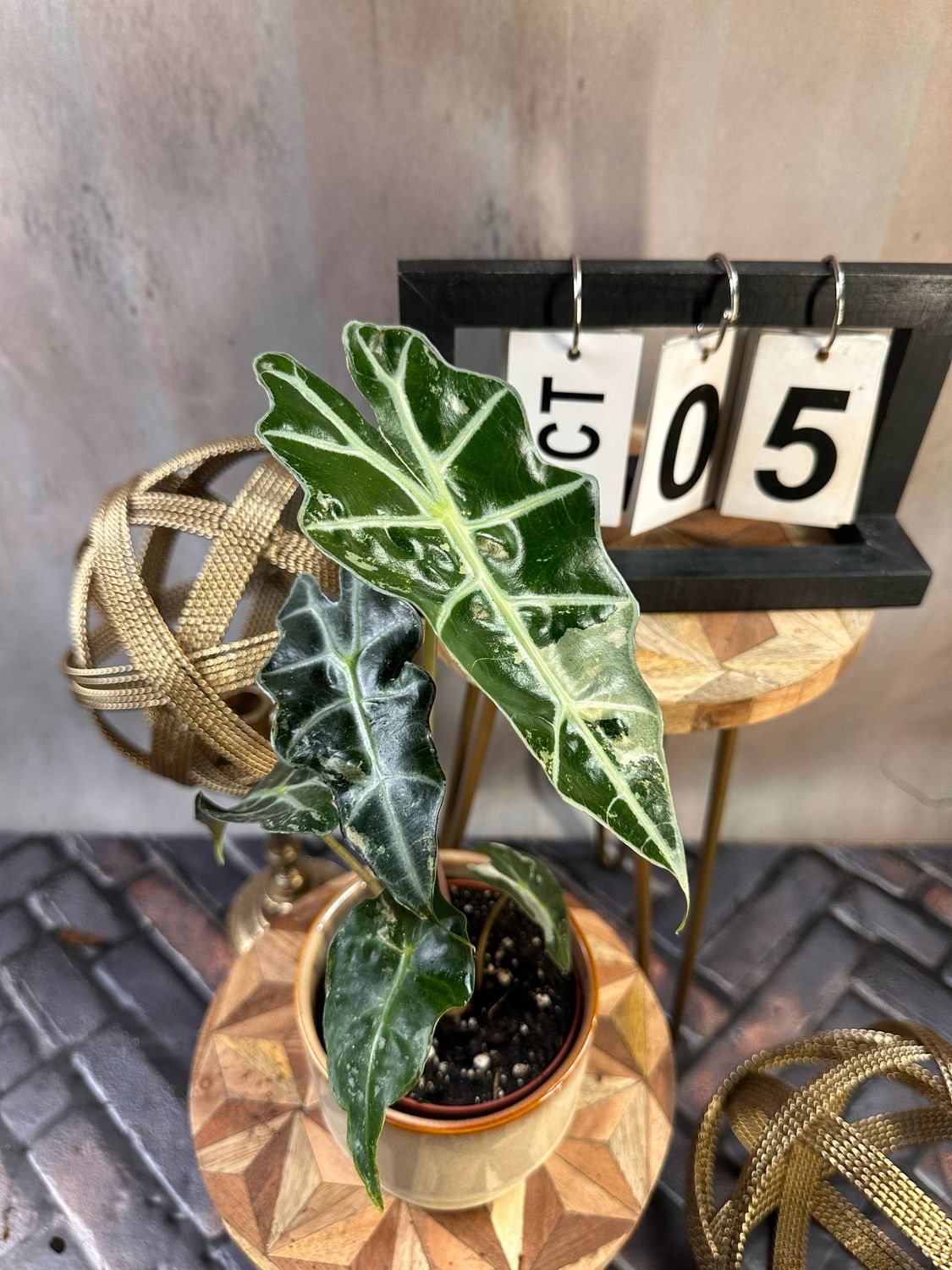 Alocasia Polly Pink Variegata #5 Alocasia Polly Pink Variegata #5