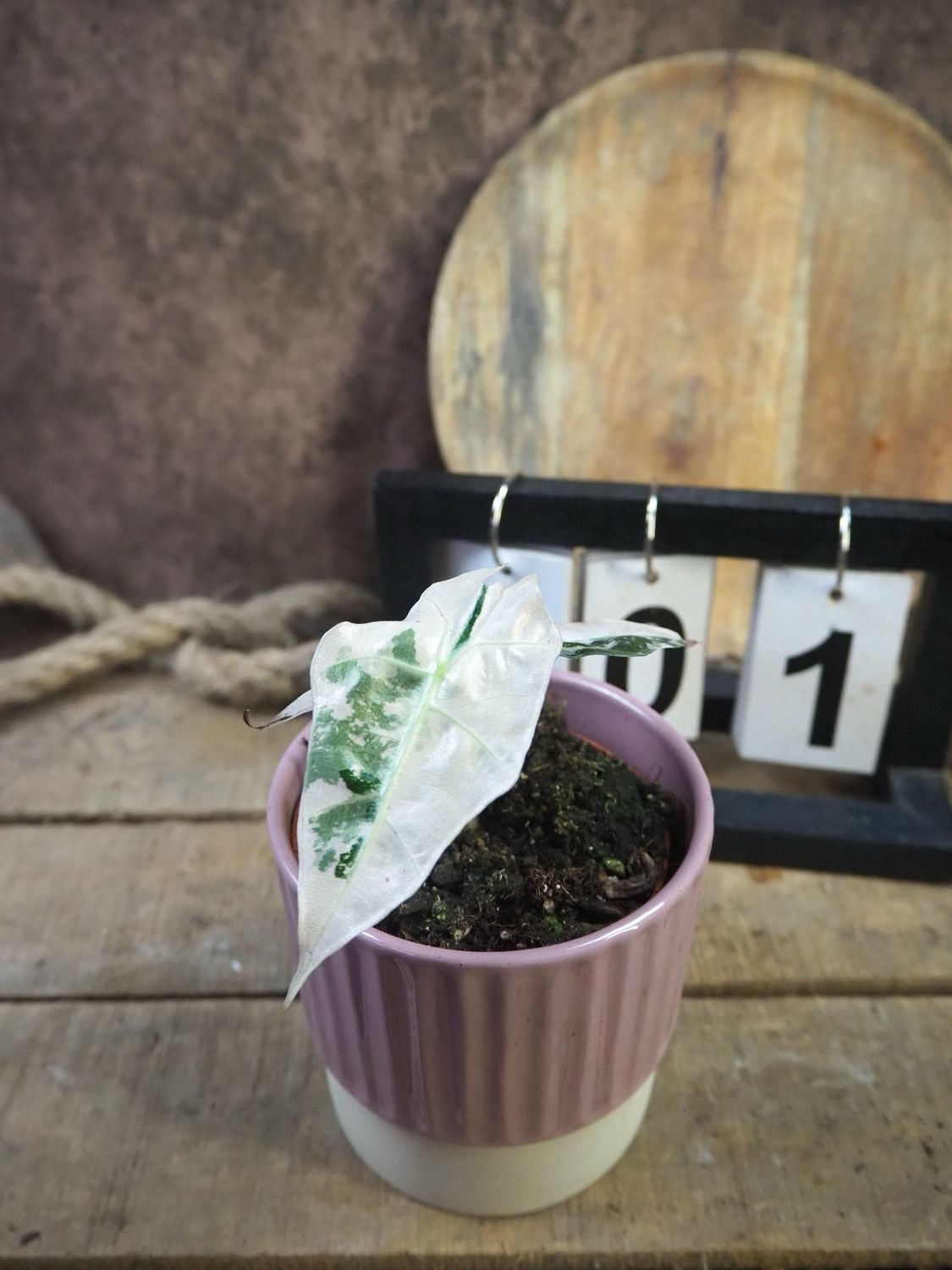 Alocasia Polly Pink Variegata #1