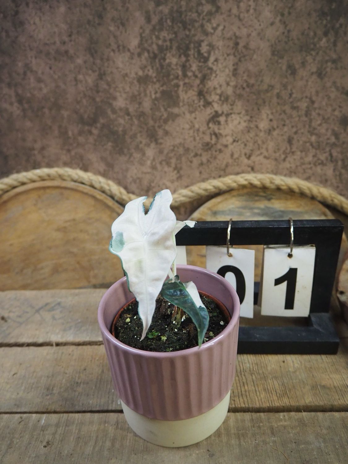 Alocasia Polly Pink Variegata #1 Alocasia Polly Pink Variegata #1