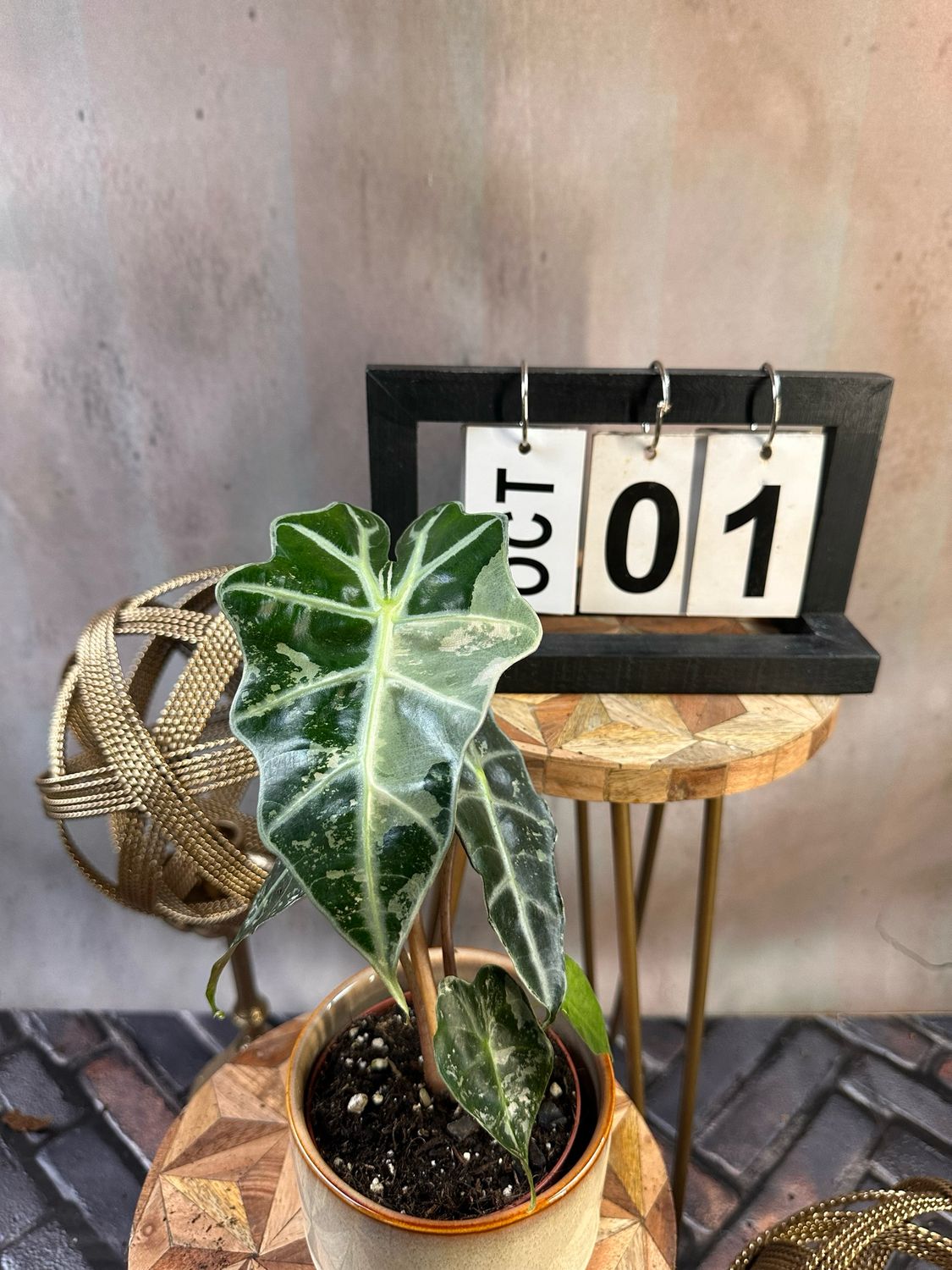 Alocasia Polly Pink Variegata #1 Alocasia Polly Pink Variegata #1
