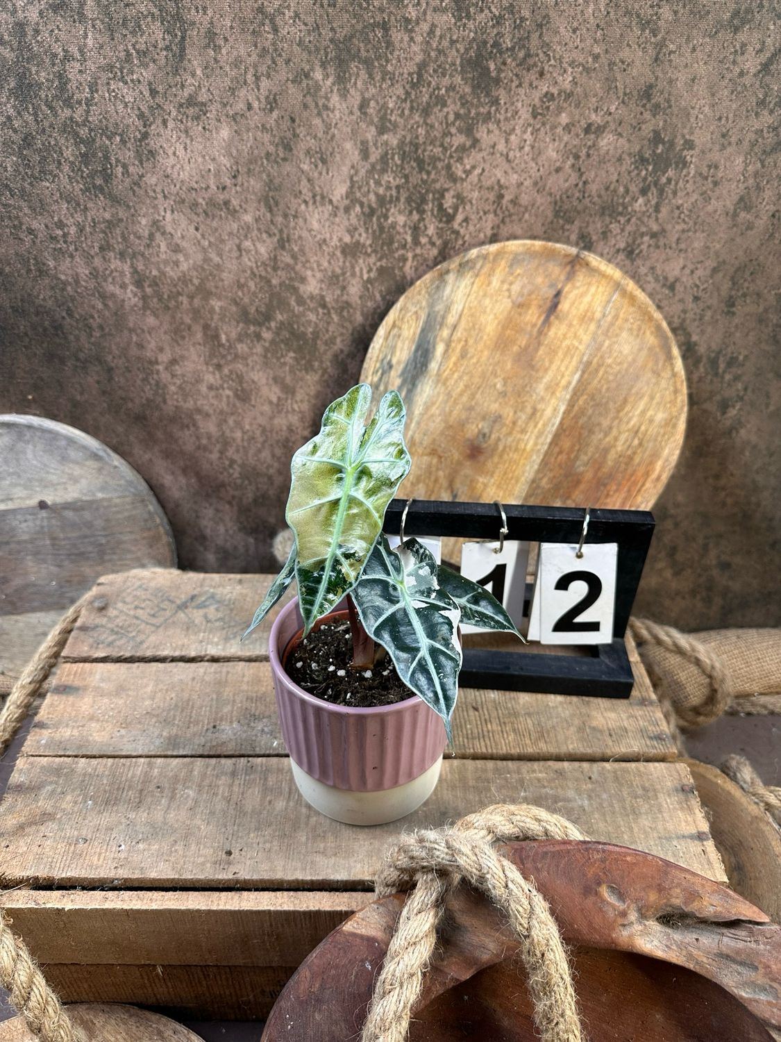 Alocasia Polly Pink Variegata #12