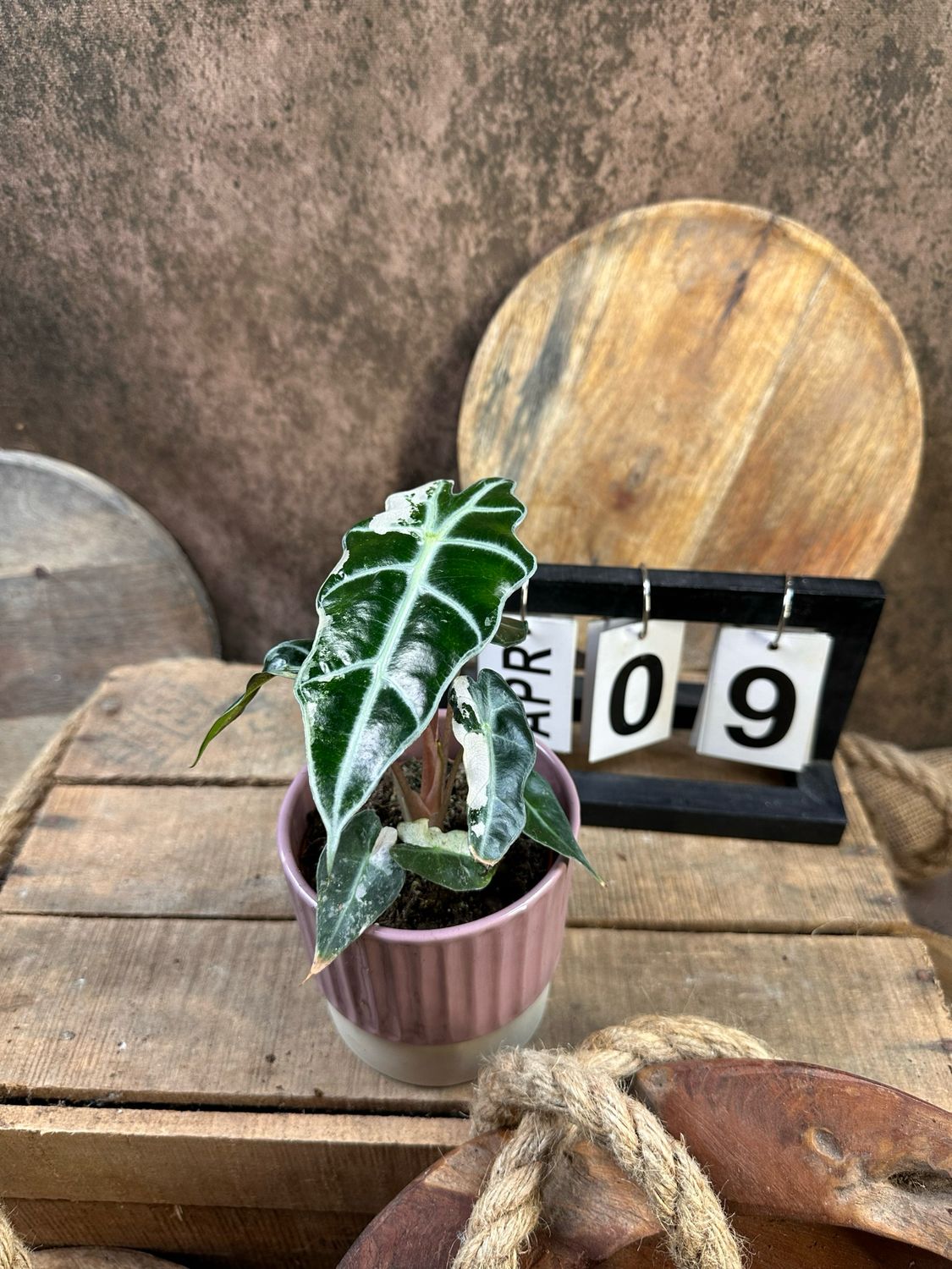 Alocasia Polly Pink Variegata #9