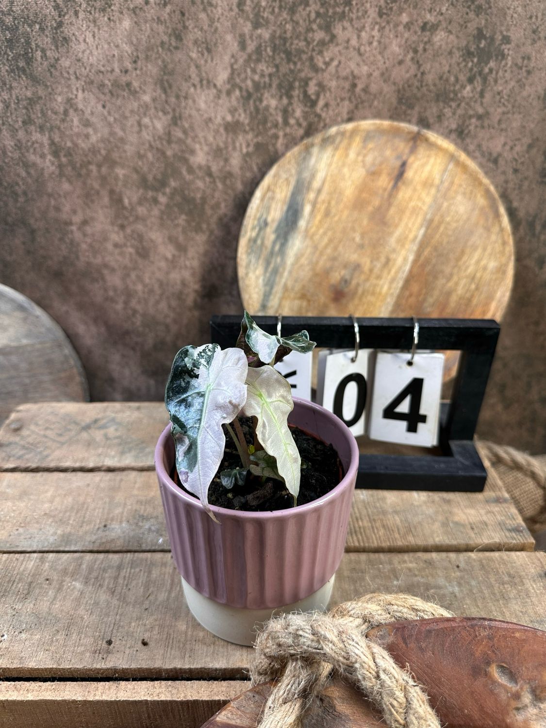 Alocasia Polly Pink Variegata #4