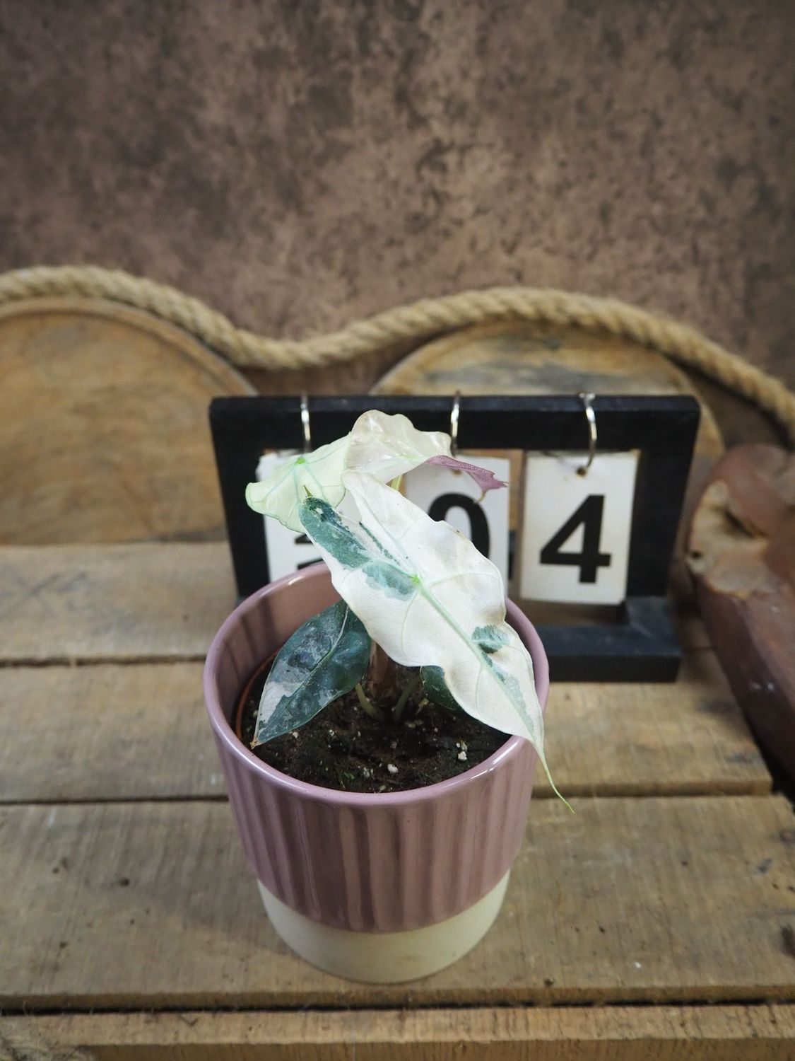 Alocasia Polly Pink Variegata #4