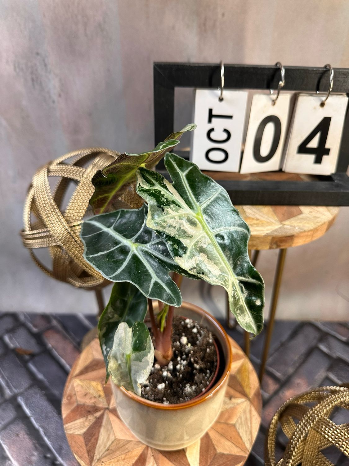 Alocasia Polly Pink Variegata #4