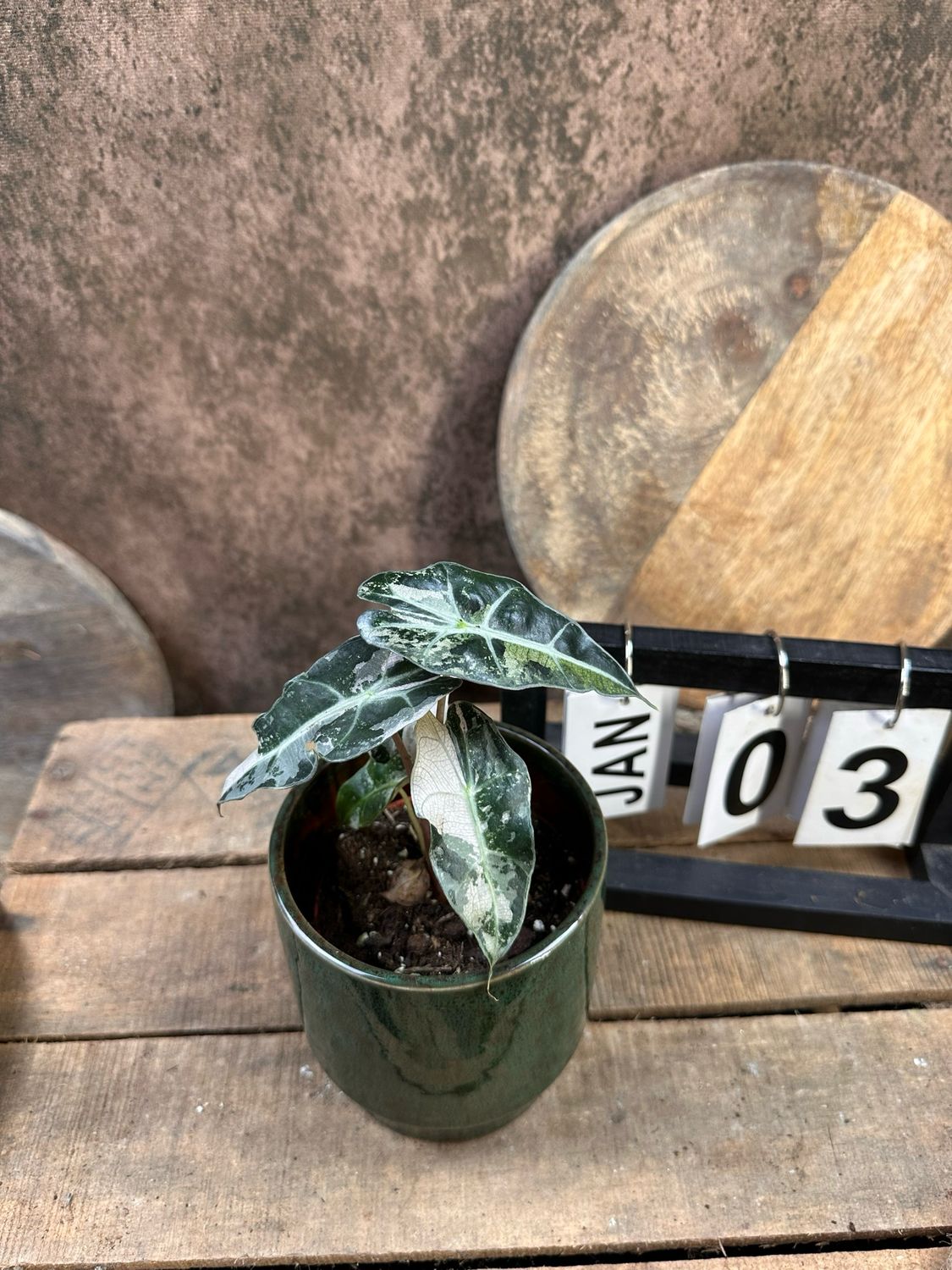 Alocasia Polly Pink Variegata #3 Alocasia Polly Pink Variegata #3