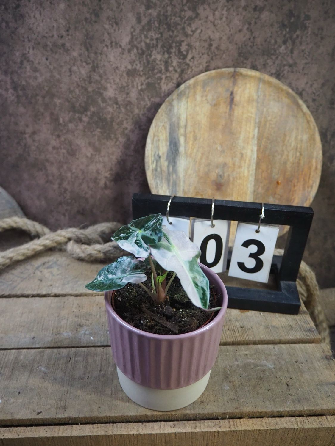 Alocasia Polly Pink Variegata #3