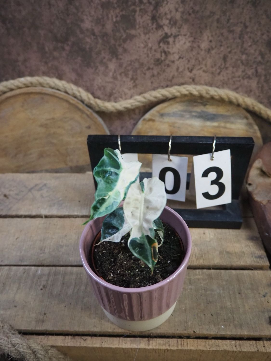 Alocasia Polly Pink Variegata #3