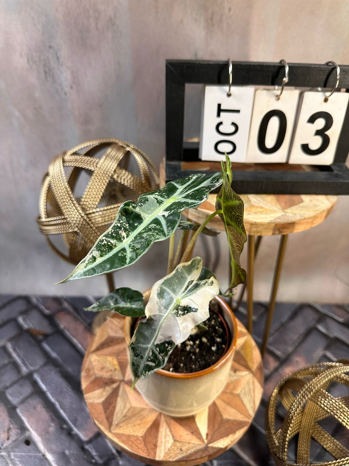 Alocasia Polly Pink Variegata #3
