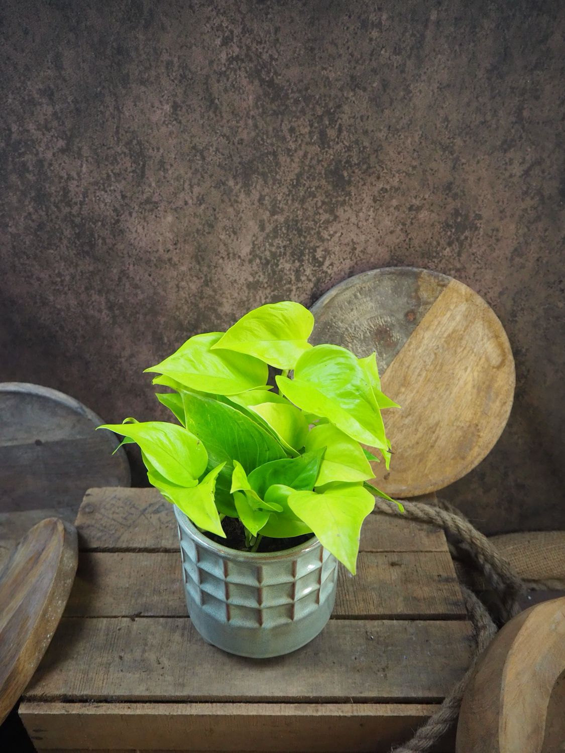 Epipremnum Champs Elysées Epipremnum Champs Elysées