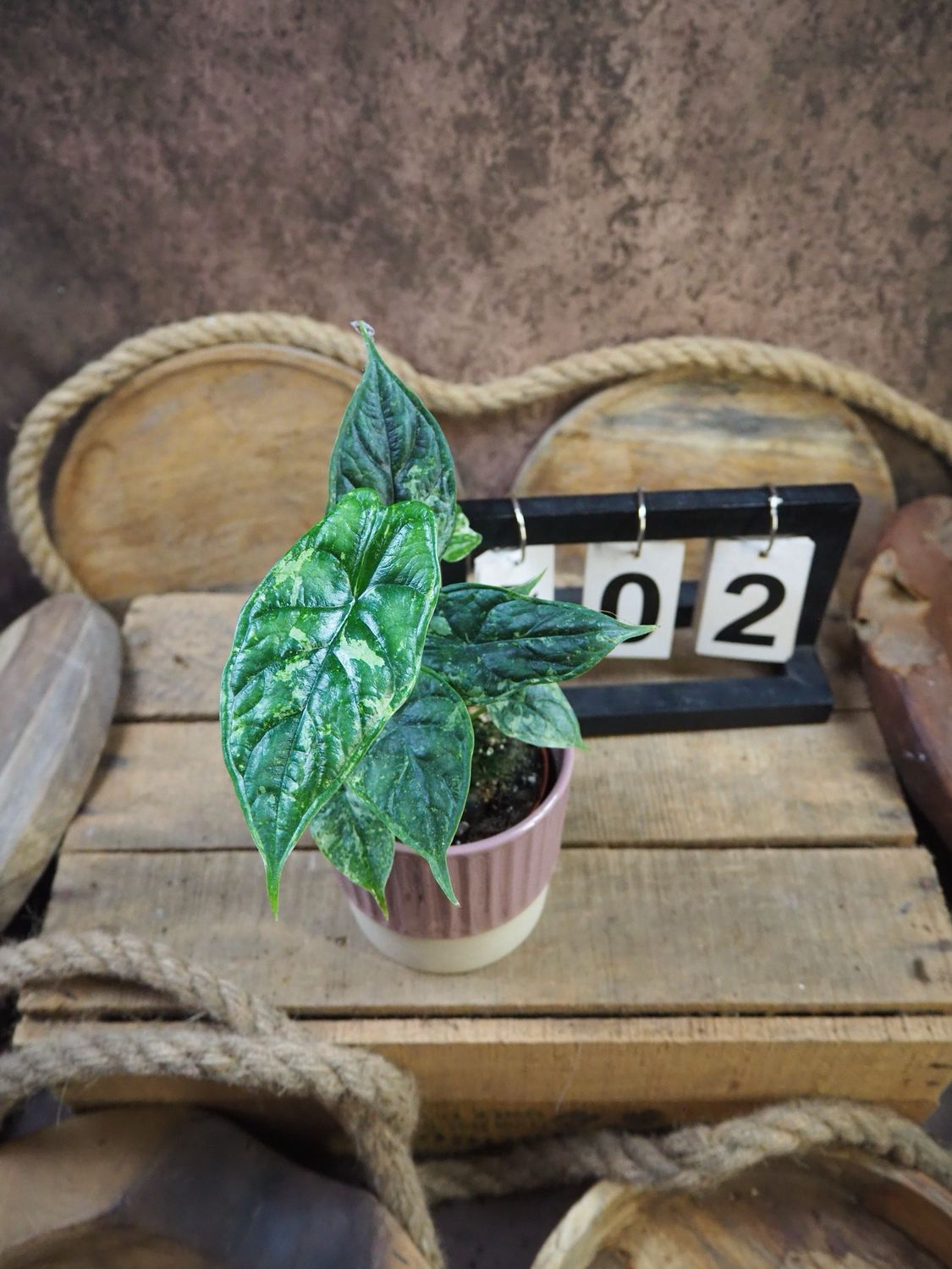 Alocaisa Dragon Scale Variegata #2