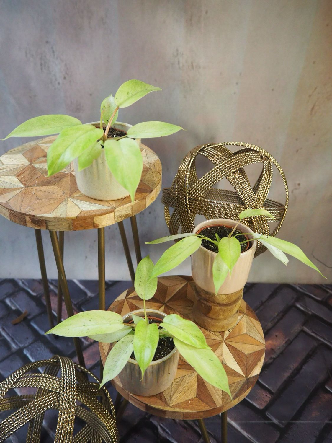 Philodendron Snowdrift Bby Philodendron Snowdrift Bby