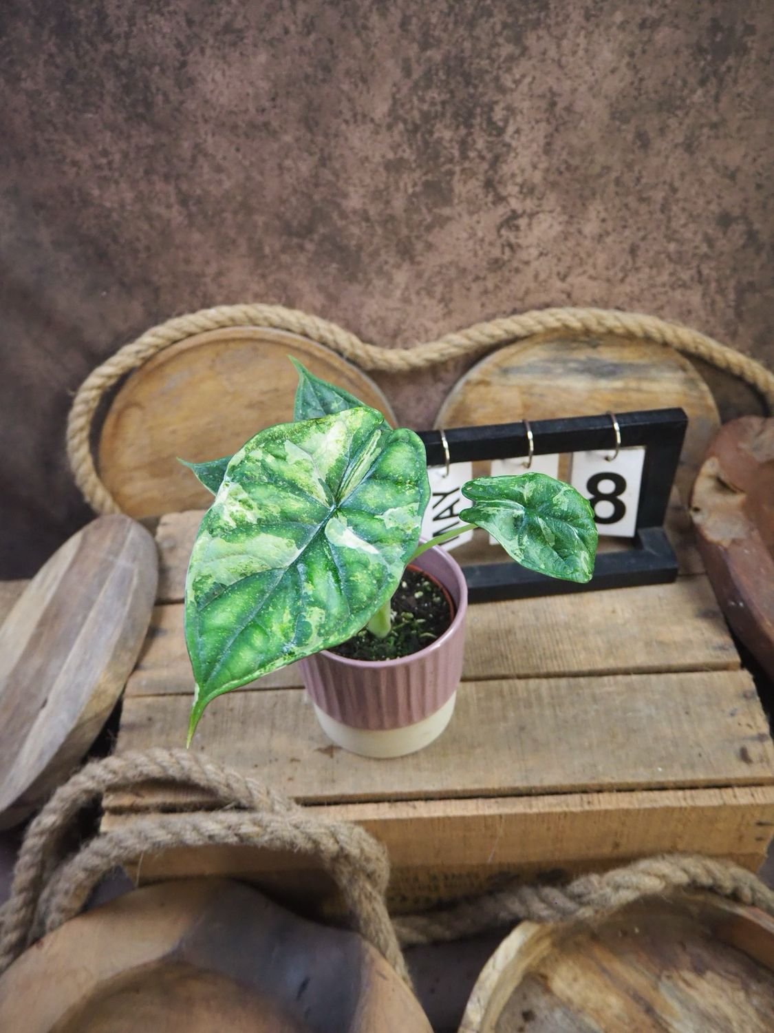 Alocaisa Dragon Scale Variegata #8