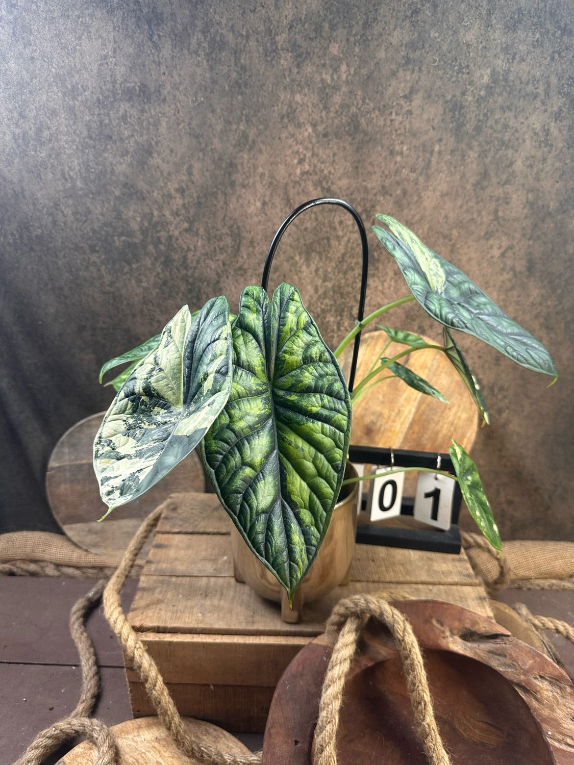 Alocaisa Dragon Scale Variegata #1