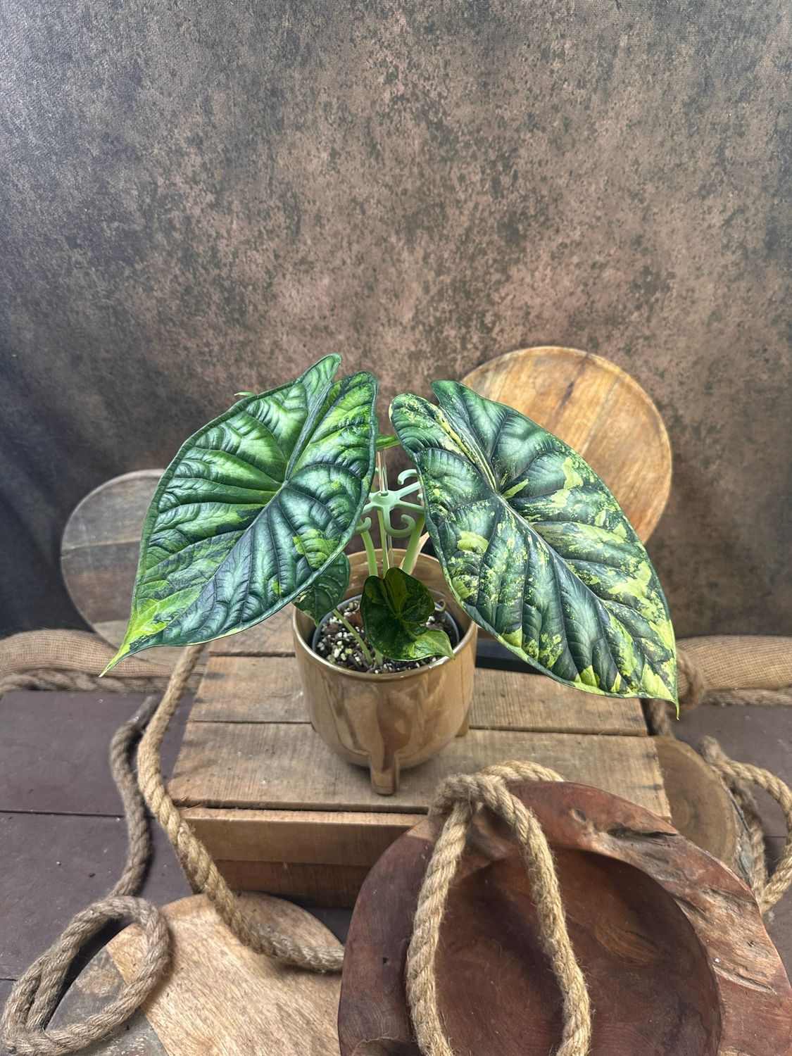 Alocaisa Dragon Scale Variegata #2