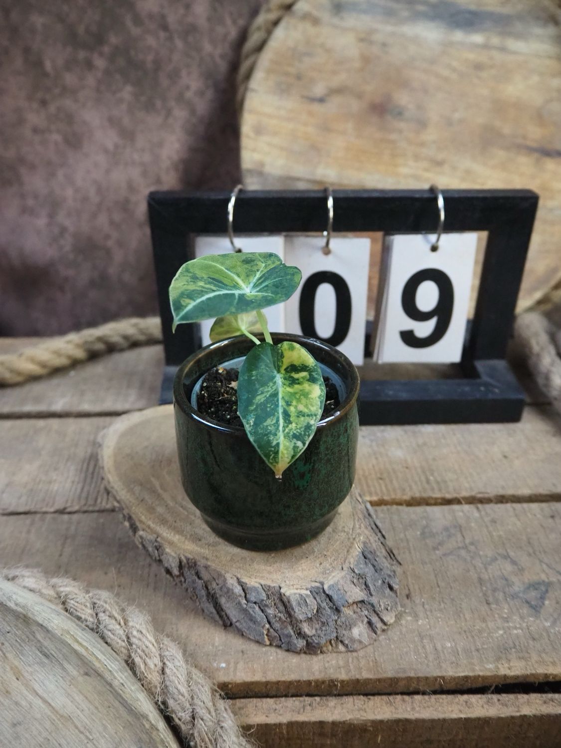 Alocasia Black Velvet Gold Variegata #9 Alocasia Black Velvet Gold Variegata #9