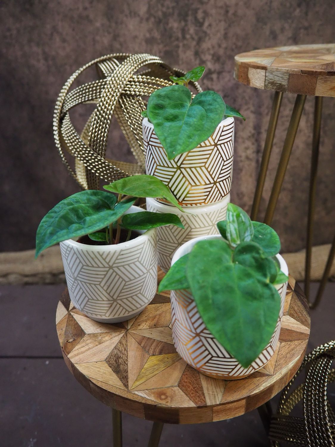 Anthurium papillilaminum Hybrid Bby Anthurium papillilaminum Hybrid Bby