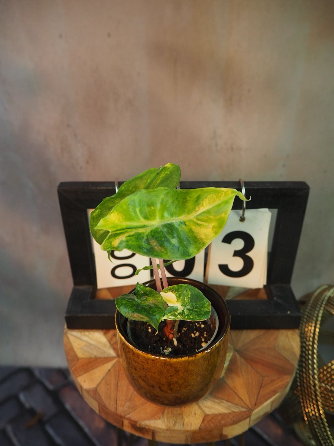 Alocasia Nairobi Nights Variegata #3