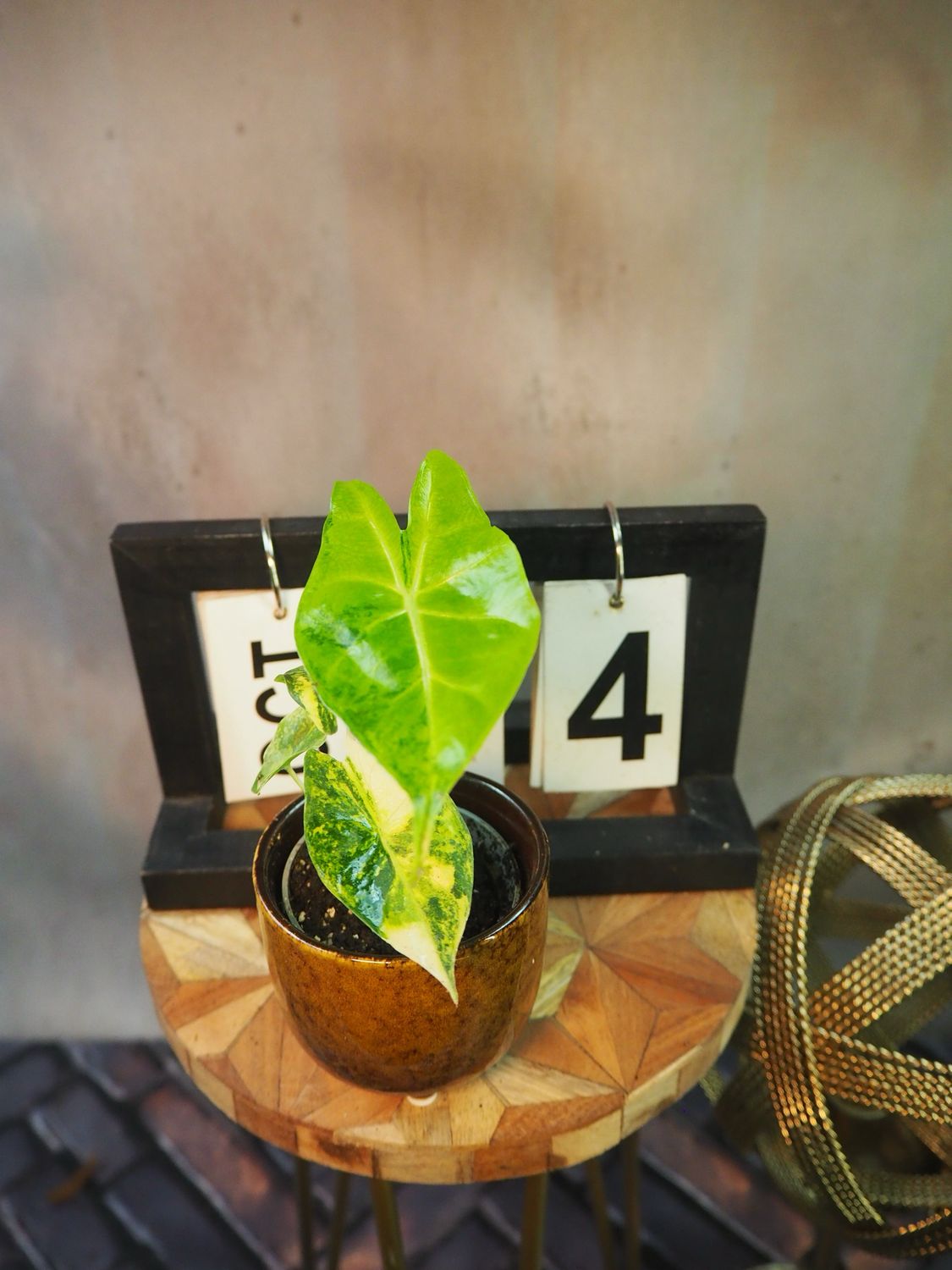 Alocasia Nairobi Nights Variegata #4