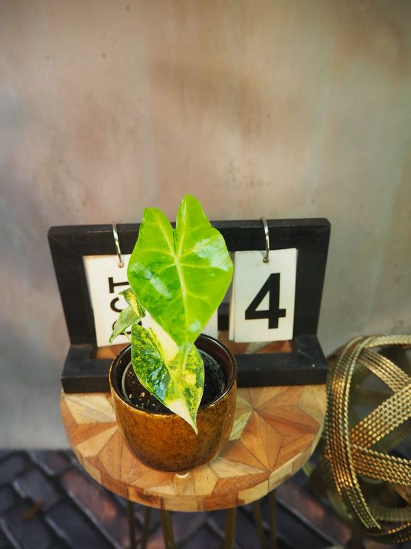 Alocasia Nairobi Nights Variegata #4