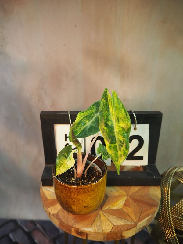 Alocasia Nairobi Nights Variegata #2