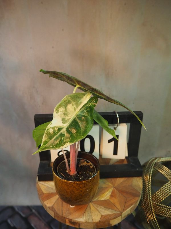 Alocasia Nairobi Nights Variegata #1